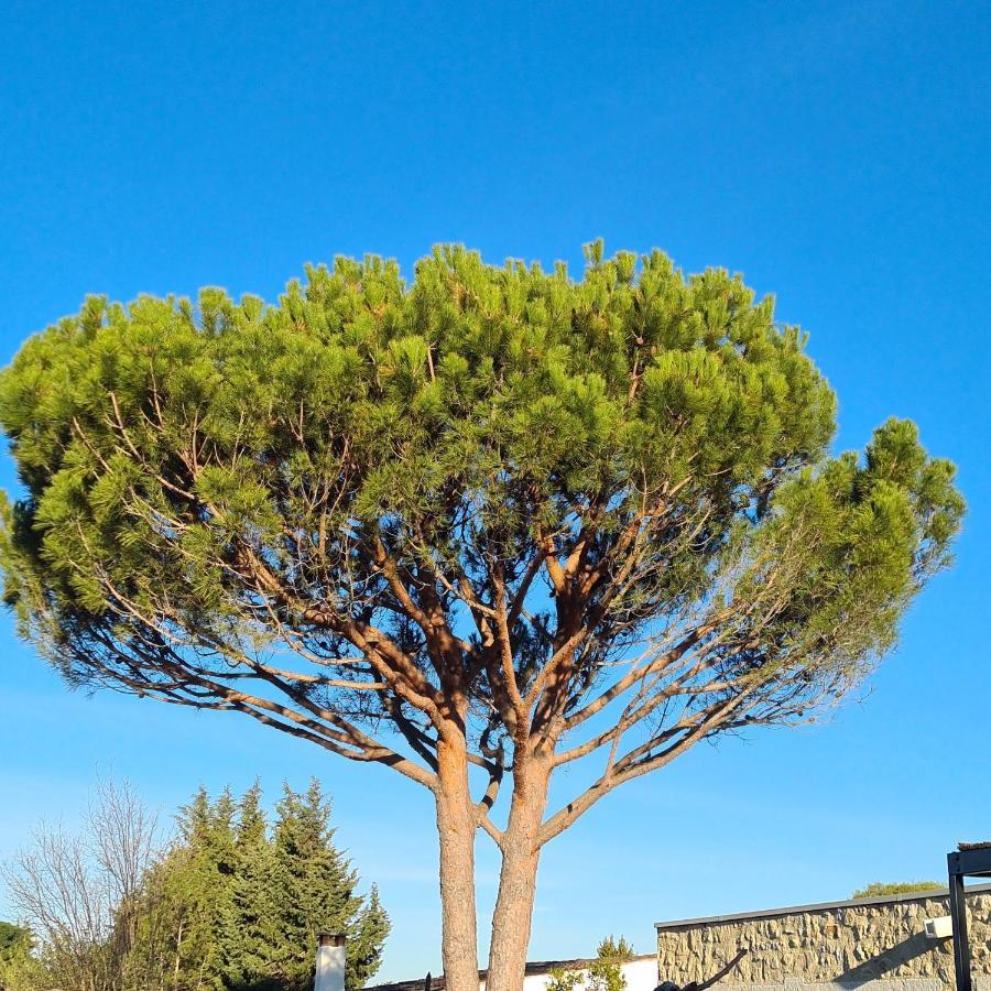 Tres Joli Mazet Piscine Privee Beau Jardin Cloture Entierement Privatise 5' A Pied Du Centre Villa Saint-Remy-de-Provence Bagian luar foto